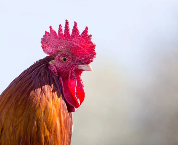 Close up portrait of a cockerel — Stock Photo, Image