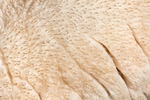 Close up imagem de lã de ovelha — Fotografia de Stock