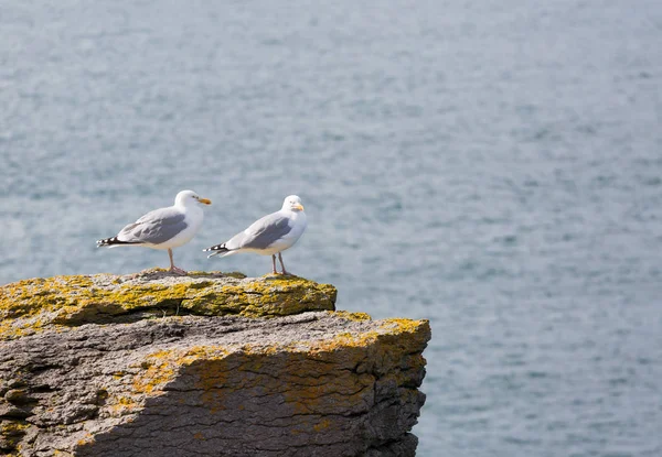 Дві чайки на скелі — стокове фото