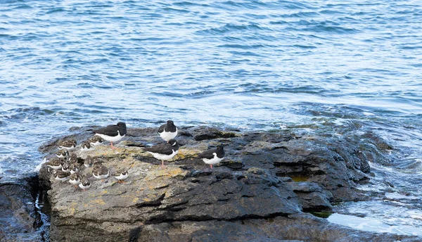 Oystercatchers ve Turnstones — Stok fotoğraf