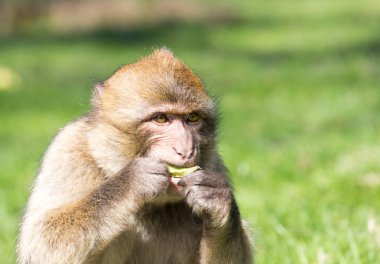 Portrait of a Barbary Macaque feeding clipart