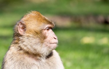 Portrait of a Barbary Macaque clipart