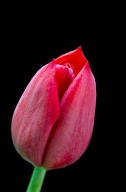 Siyah bir zemin üzerine kırmızı lale kadar kapatın