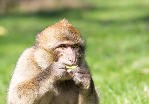 Portrait of a Barbary Macaque feeding — Stock Photo, Image