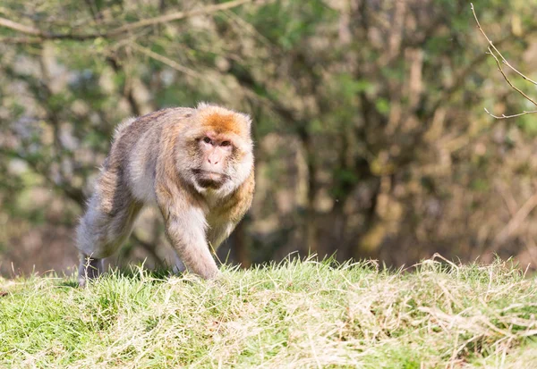 Retrato de un macaco berberisco caminando por una orilla de hierba — Foto de Stock