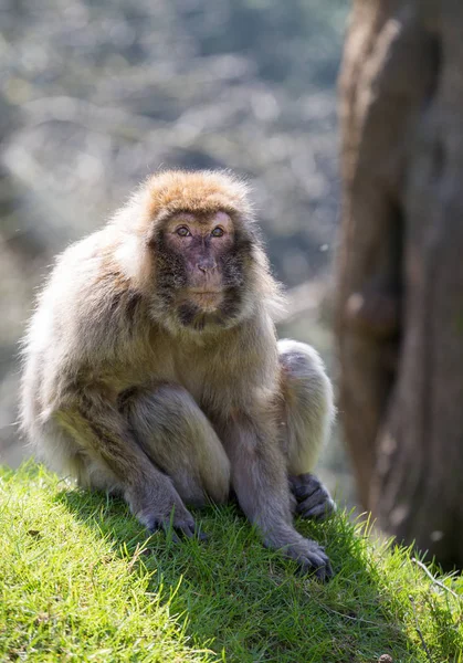 Retrato de un macaco berberisco sentado en la hierba — Foto de Stock
