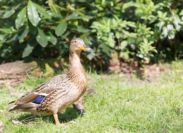 Close up portrait of a female mallard duck — Stock Photo, Image