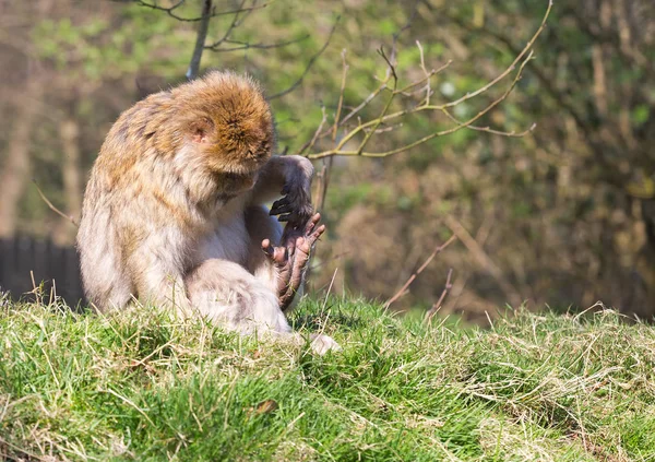 Barbary Macaque sat on grass looking at its foot — Stock Photo, Image