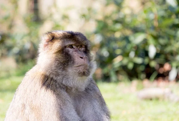 Retrato de un macaco berberisco mirando a la distancia — Foto de Stock