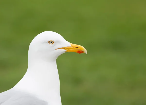 Close up retrato de uma gaivota — Fotografia de Stock