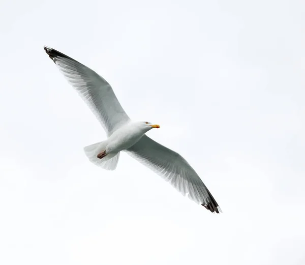 Gaivota única em voo no céu cinzento — Fotografia de Stock