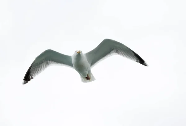 Single seagull in flight on grey sky — Stock Photo, Image