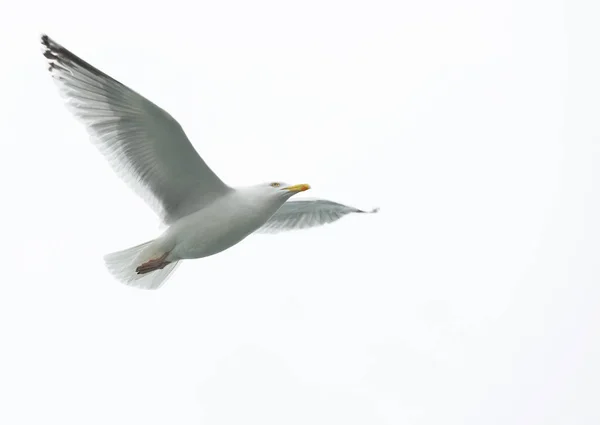 Één zeemeeuw in vlucht op grijze lucht — Stockfoto