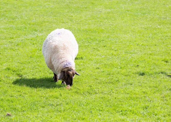 Preto enfrentou ovelhas pastando em um campo — Fotografia de Stock