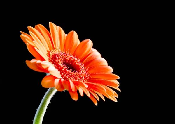 Jasně oranžová gerbera květina na černém pozadí — Stock fotografie