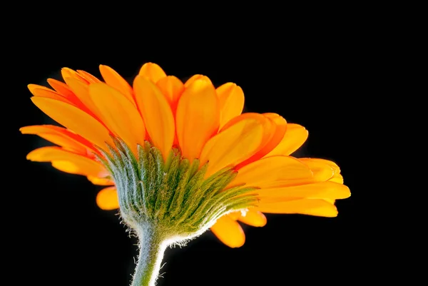 Fleur de gerbera orange vif sur noir — Photo