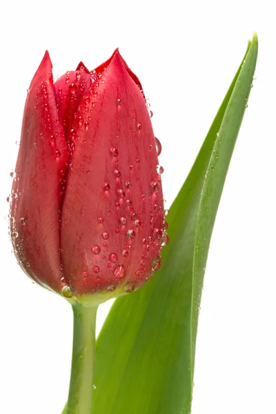 白の水滴で赤いチューリップの花 — ストック写真