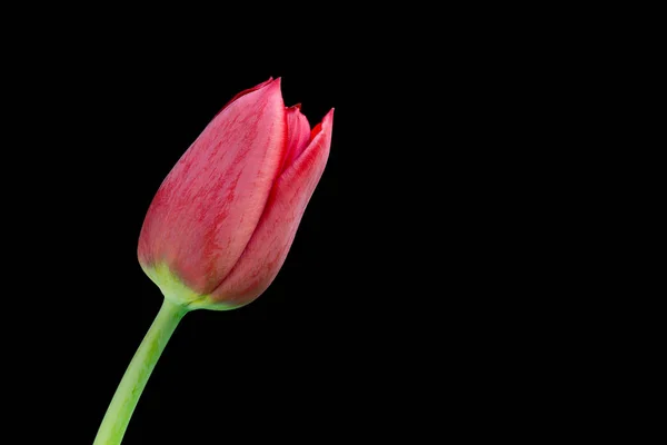 Red tulip on black background — Stock Photo, Image