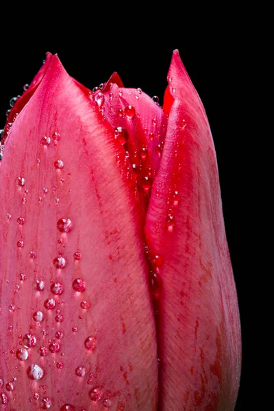 Close-up van rode tulp met waterdruppels op zwart — Stockfoto