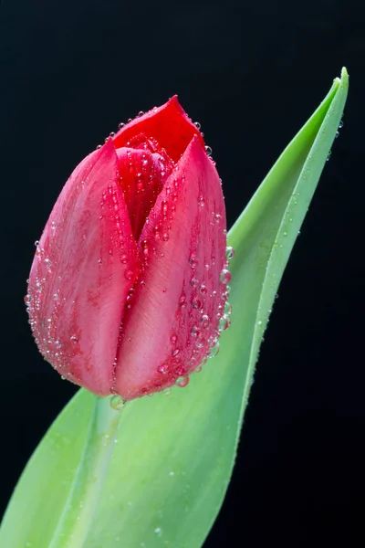Red tulip with water droplets on black — Stock Photo, Image
