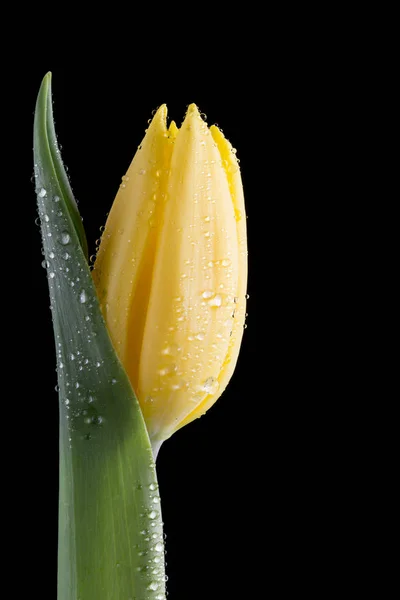 Gele tulp met waterdruppels op zwart — Stockfoto