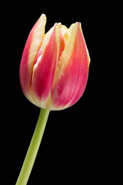 Siyah kırmızı ve Sarı Lale