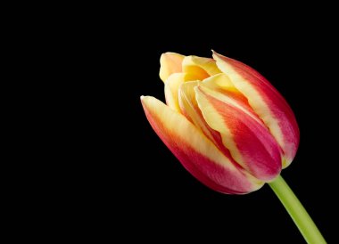 Siyah kırmızı ve Sarı Lale