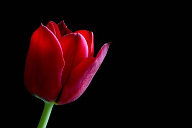 Siyah üzerine kırmızı lale kadar kapatın