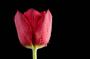 Su damlacıkları siyah ile kırmızı lale kadar kapatın