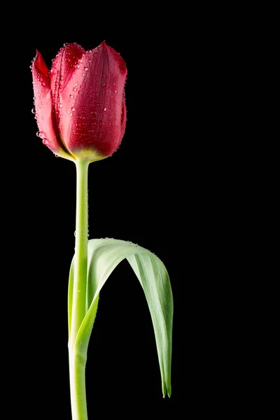 Close up red tulip with water droplets on black — Stock Photo, Image