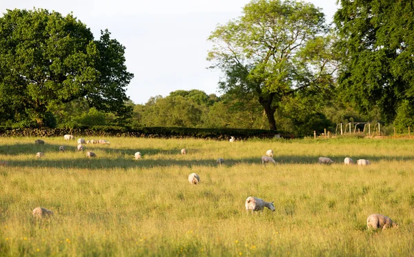Sheep grazing in a grass field in evening sun — Stock Photo, Image