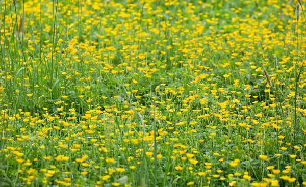 Campo de mariposas de color amarillo brillante —  Fotos de Stock