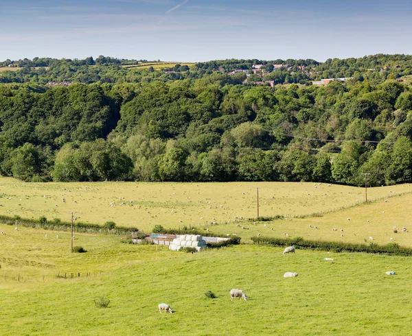 Rural scene with sheep farming — Stock Photo, Image