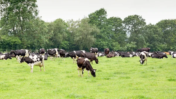 Herd of Holstein Friesian cattle — Stock Photo, Image