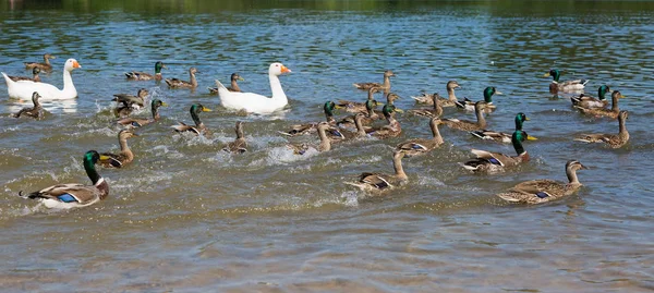 Canards et oies nagent rapidement dans un lac — Photo