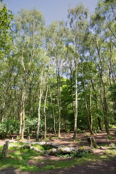 Typisch britischer Birkenwald — Stockfoto