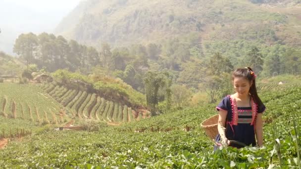 Bin Genç Mutlu Çiftçi Hill Kabilesi Asyalı Kadın Sabah Çilek — Stok video