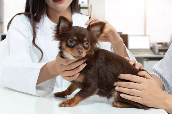 Vet Doctor Examining Dog Treating Injecting Medicine Clinic Pet Owner — Stock Photo, Image