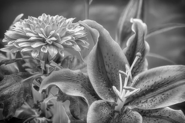 Черно Белое Фото Красивых Цветов — стоковое фото