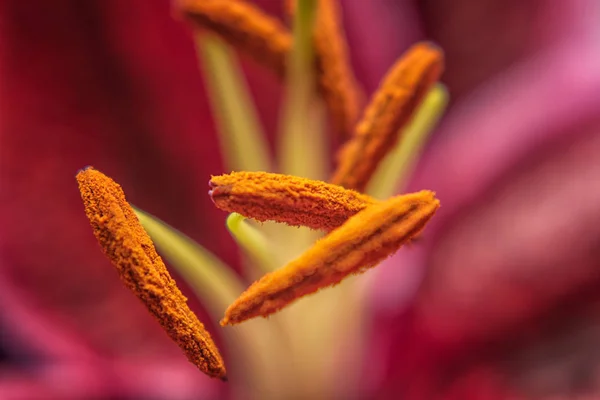 Närbild Lilja Blomma Stämpel — Stockfoto