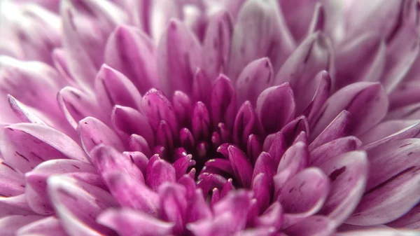 Pink Chrysanthemum Стоковое Фото