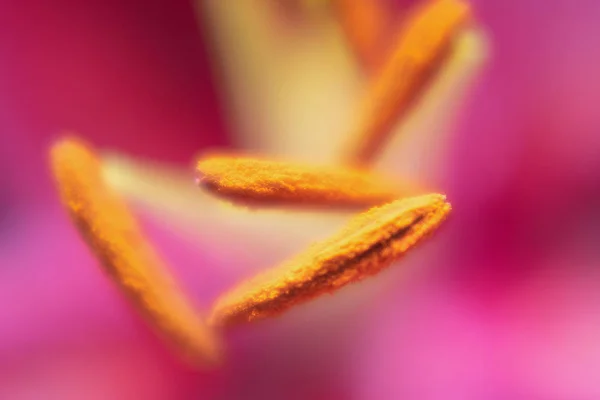 Suddiga Blomstjälkar Lilja Suddig Bokeh Bakgrund — Stockfoto