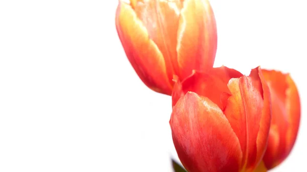Tulipes Rouges Sur Fond Blanc — Photo