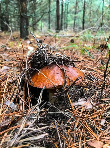 キノコのピッカー秋の森のキノコを選ぶ — ストック写真