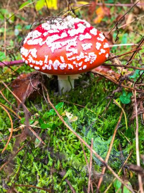 Ormanda zehirli kırmızı mantarlar