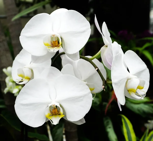 Une Tige Isolée Fleur Orchidée Blanche — Photo