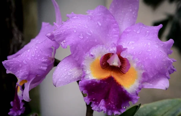 Uma Flor Roxa Isolada Orquídea — Fotografia de Stock