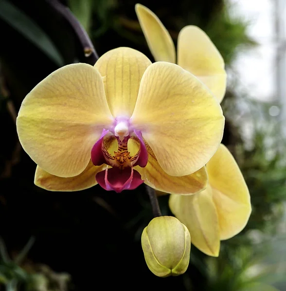 Изолированная Желтая Орхидея — стоковое фото