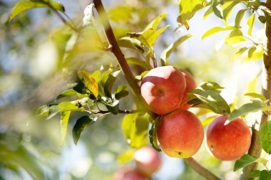 elma meyve bahçesi ve mavi gökyüzü ile bir arka plan üzerinde kırmızı elma yakın çekim dalı. Büyüyen bir endüstriyel elma bahçesi kavramı