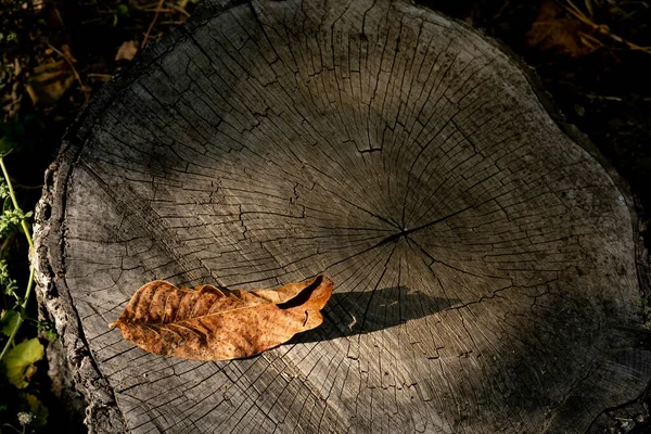 The yellow leaf of a walnut tree lies on a sawn stump